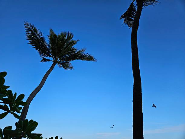 Silhouette of palm trees and seagulls.