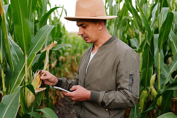 istock In a lush cornfield, a farmer in a hat examines a corn ear while using his smartphone to monitor crop health 2238891422
