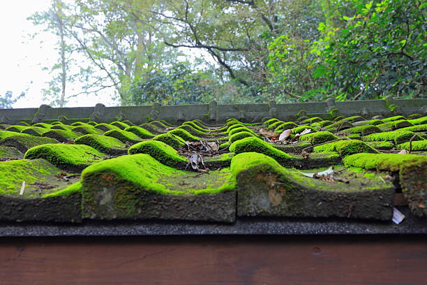 Old black tiles with green moss at an old Chinese building
