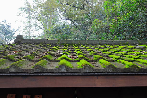 Old black tiles with green moss at an old Chinese building