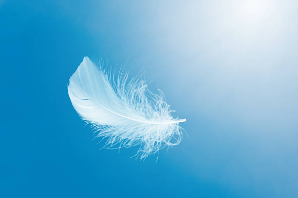 istock Soft White Feather Floating on a Blue Sky. Fluffy Downy. Freedom, Floating Freely, Peace. Softness of Feathers Falling in Heavenly. 2238891593