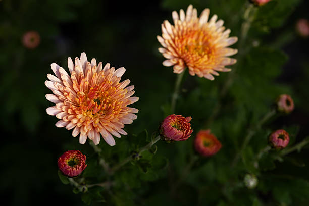 Autumn. Chrysanthemums are blooming in Dark background