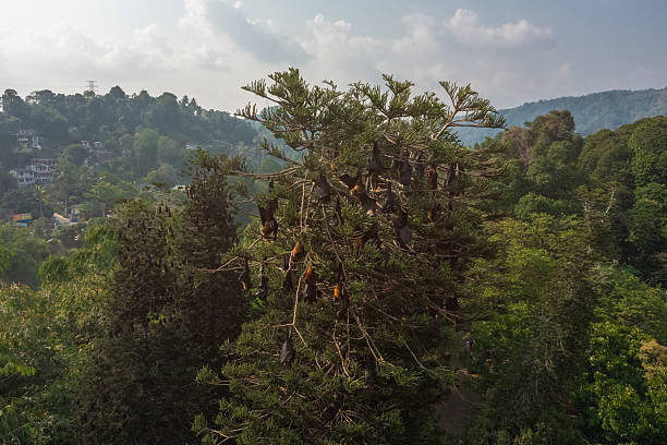 Pteropus Medius Bats Roosting On Tree In Royal Botanic Gardens Sri Lanka