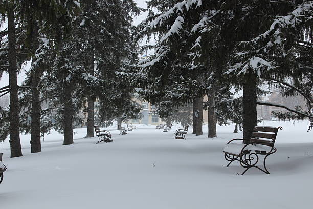 A tranquil winter scene in a park, featuring a clearing completely covered in a blanket of fresh, undisturbed snow. Several empty park benches with wrought-iron details are visible, each dusted with snow. The clearing is framed by tall spruce whose branches are heavily laden with snow, creating a beautiful, dark contrast against the white ground. The image evokes a sense of calm, solitude, and the quiet beauty of a snowy day in a public space
