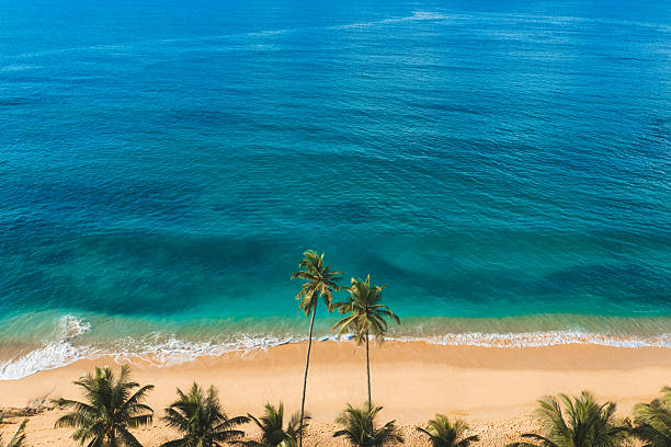 istock Tropical Beach With Palm Trees And Turquoise Ocean Waves From Above 2238895508