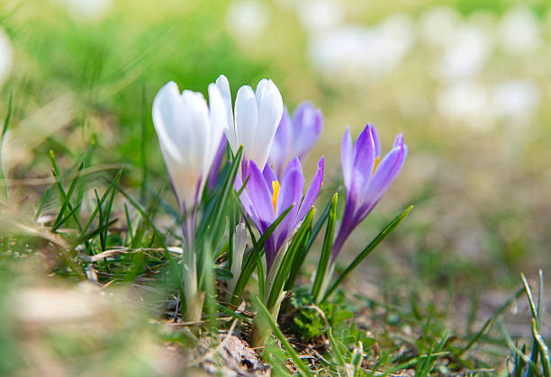 beautiful violet and white crocus flowers  blooming in a meadow at springtime in alpine mountain