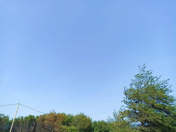 A clear blue sky with lush trees. Perfect for a cover template.