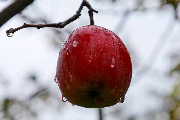 A ripe, juicy red apple hangs from a thin branch, covered in raindrops that are dripping downwards. It stands out against the blurry, bright background of a gloomy day, emphasizing the freshness and organic beauty of the autumn harvest.