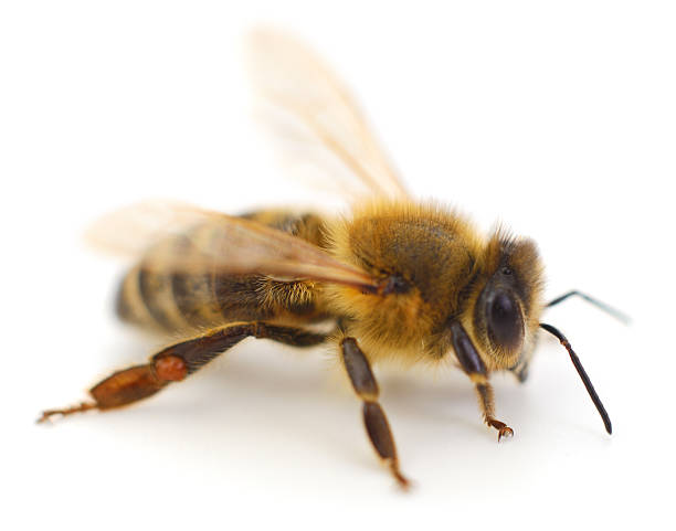 istock Honey bee Apis mellifera isolated on white background 2238901512