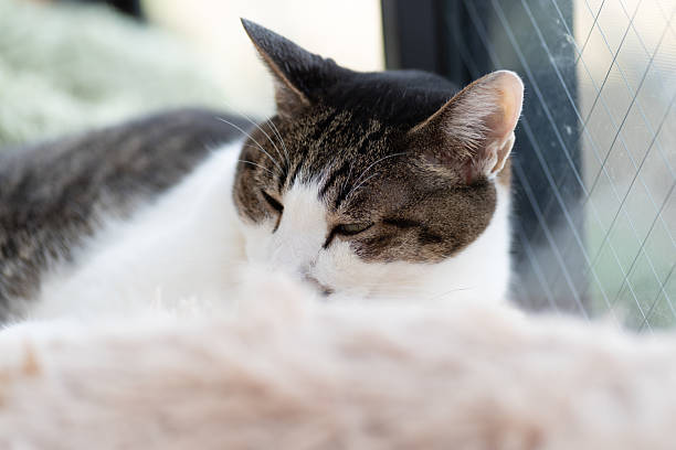 istock Cute cat relaxing by the window 2238902135