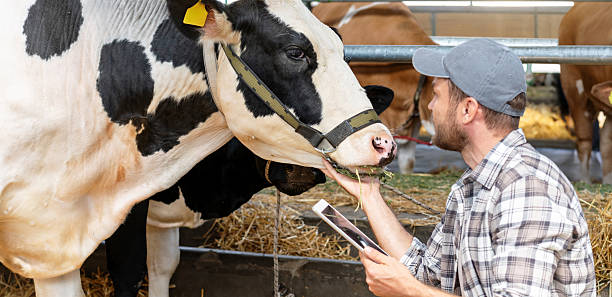 istock Vet using tablet to check cow health on farm 2238902734