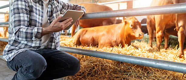 istock Male agricultural worker inspecting cattle using tablet. 2238902768