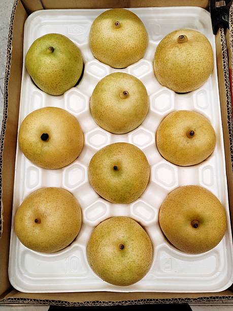 Japan Tottori 20th Century Pear