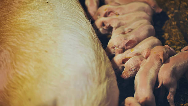 istock Piglets suckling from mother pig in farm environment 2238906116
