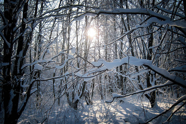 Covered Trees and Bright Sunlight