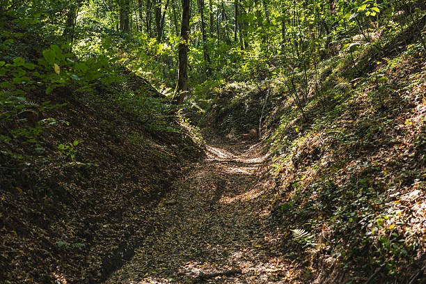 istock A dirt road running through a wild gully in the forest during summer 2238906714