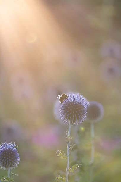 istock Bumblebee on Sunlit Globe Thistle in Soft Tones 2238907764