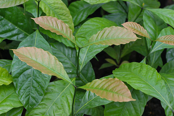 istock Close-up of Robusta coffee seedlings 2238910714