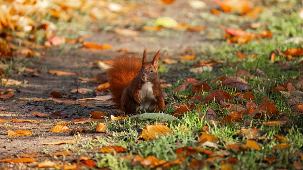 istock Curious Squirrel Among Autumn Leaves 2238911475