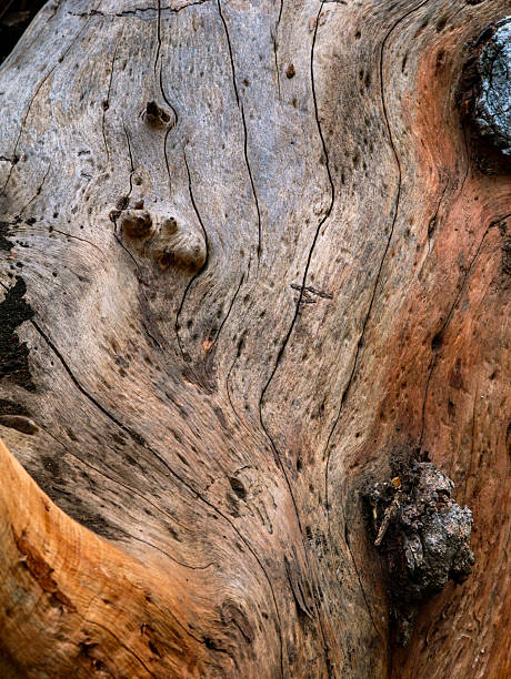 istock Wood Grain Texture Background - Heartwood Surface. 2238912558