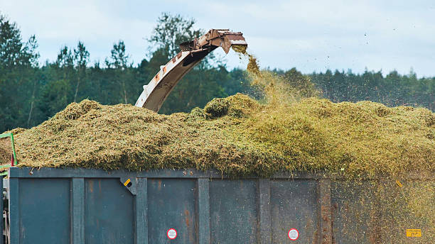 Agricultural machinery loading freshly cut grass into truck trailer