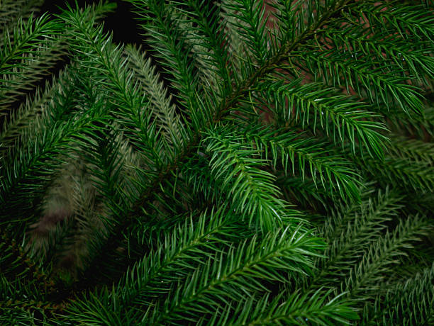 istock Fresh Green Pine Tree Branches Close-Up - Evergreen Conifer Needles Texture for Natural Background 2238912628