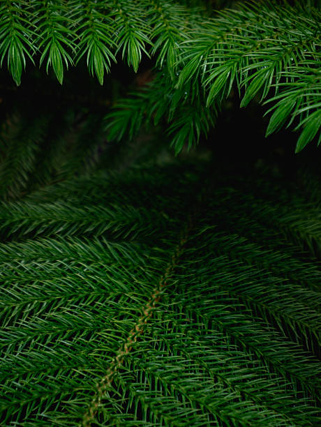 istock Dark Green Pine Tree Branches Frame with Black Copy Space - Christmas Holiday Background Template 2238912631