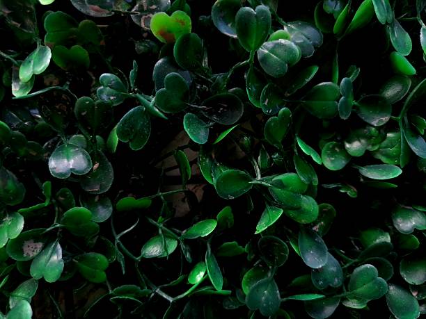The wall is overgrown with green leaves. Photograph of a bright green plant pattern. Natural natural texture and background