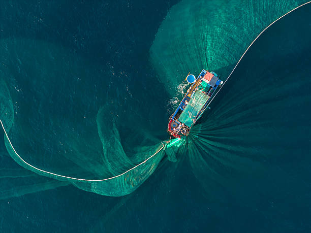 istock Netting anchovies 2238914517