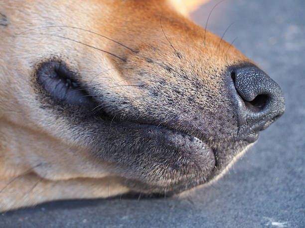 istock A close-up image of a brown dog's head. 2238914841