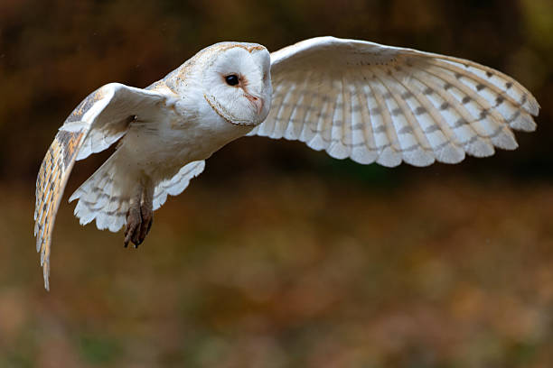 istock Barn Owl  flying in an apple orchard with autumn colors 2238915434