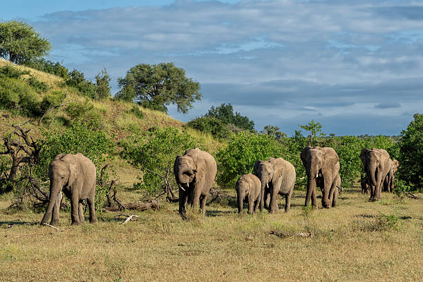 istock Elephant herd hanging around in Mashatu Game Reserve 2238915994