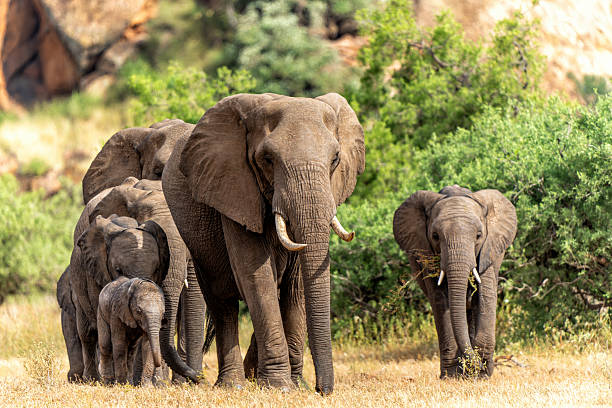 istock Elephant herd hanging around in Mashatu Game Reserve 2238915996