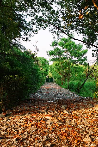 Earthen narrow walking path in park along row of trunks of larch trees near green grass on lawn at spring evening. Landscape with smooth bokeh, soft background and warm vivid colors.