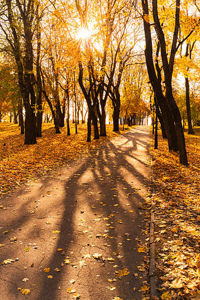 istock Sunny Autumn Pathway Through Golden-Leaved Park Grove 2238918116