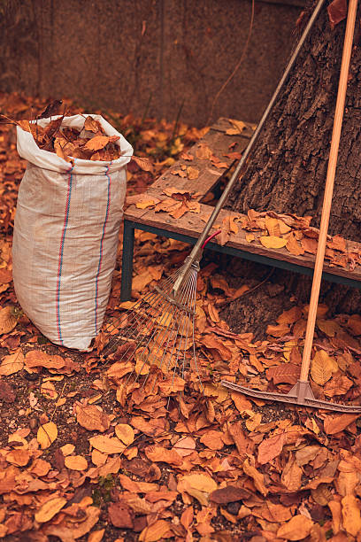 istock Bag and garden tools for collecting autumn fallen leaves. 2238920030