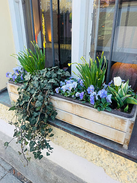 istock Beautiful flowerpots on the concrete ledge under the window in Germany. 2238923233