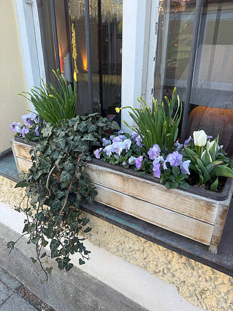 istock Beautiful flowerpots on the concrete ledge under the window in Germany. 2238923800