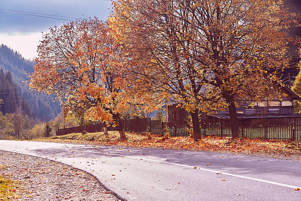 Autumn alley covered in yellow leaves. Braking cars on the street.