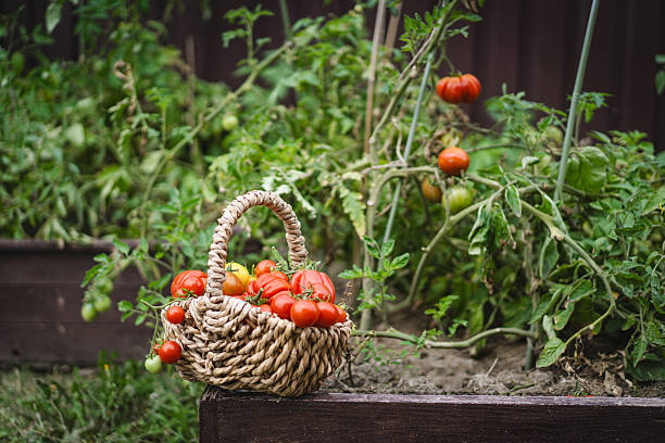 istock Freshly picked red tomatoes in a woven basket placed in a garden 2238928905
