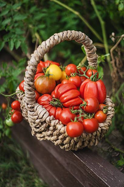 istock Freshly picked red tomatoes in a woven basket placed in a garden 2238929001