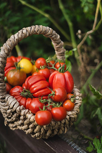istock Freshly picked red tomatoes in a woven basket placed in a garden 2238929017