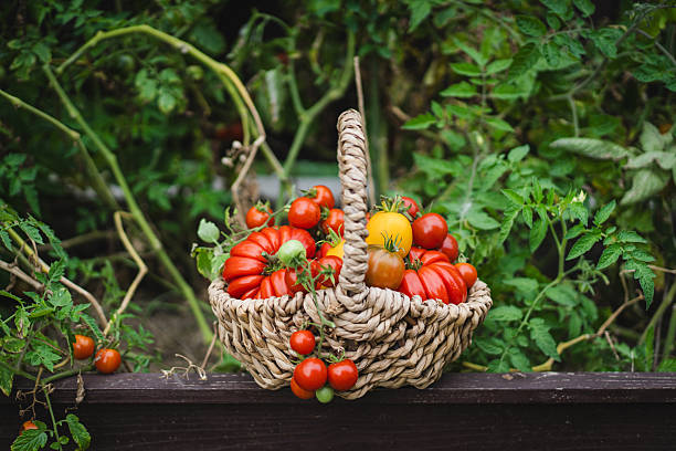 Basket full of tomatoes on the grass