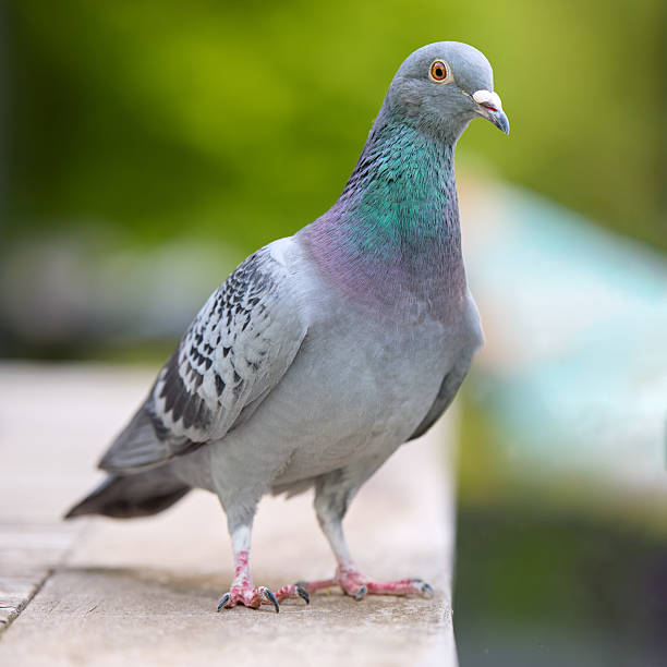 istock A beautiful grey pigeon stands on a ledge, showcasing its iridescent neck feathers and watchful orange eye against a soft, green background. 2238929226
