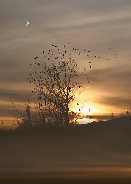istock A lonely tree with birds flying away from it and the night falling 2238929922