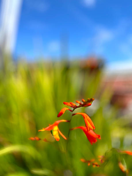 Orange flowers in close up