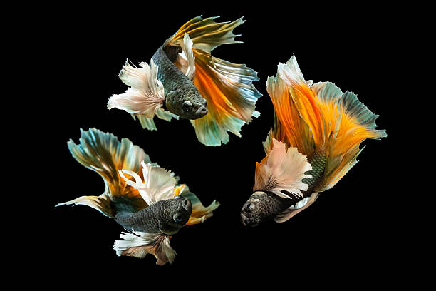 istock Betta fish with its wonderful colors. Black background. Betta splendens. 2238932038