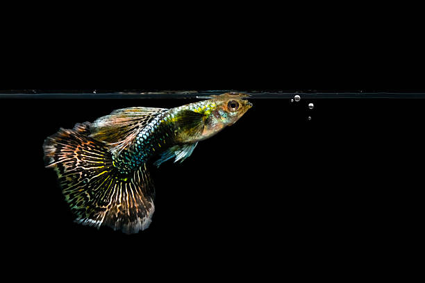istock Guppy. Black background. Isolated images. 2238932431
