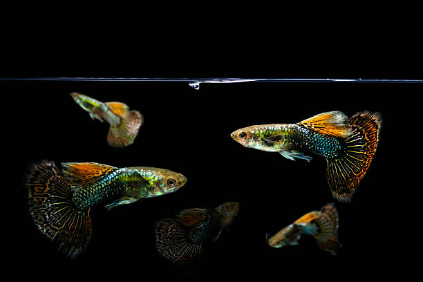 istock Guppy. Black background. Isolated images. 2238932571