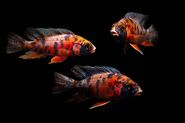 istock Aquarium fish. Cichlid. Dark background. 2238932718